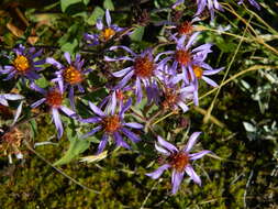 Eurybia integrifolia (Nutt.) G. L. Nesom resmi