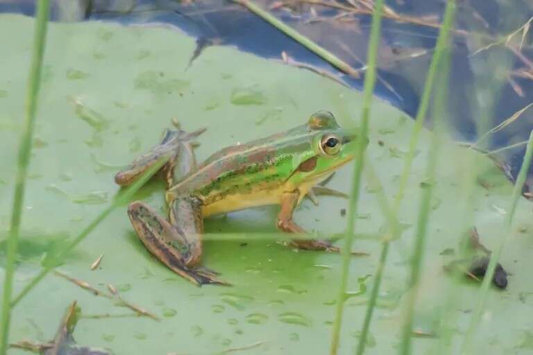 Image of Dahl’s Aquatic Frog