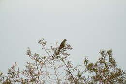 Plancia ëd Emberiza lathami Gray & JE 1831