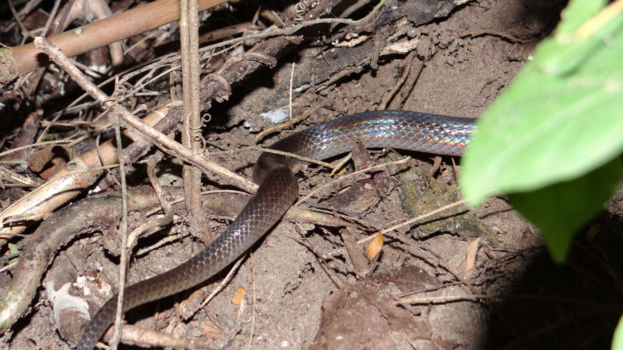 Image of Mexican Hook-nosed Snake