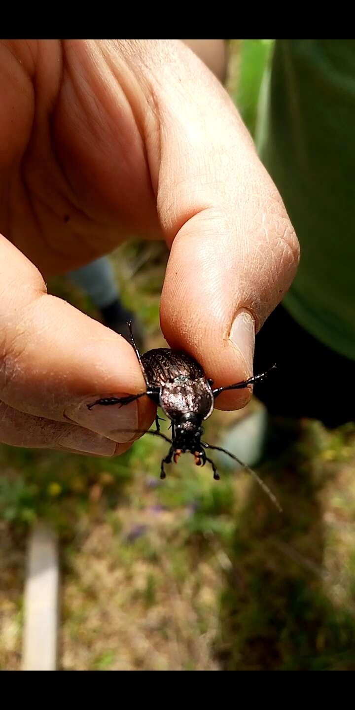 Image of Carabus (Macrothorax) rugosus Fabricius 1792