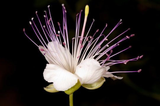 Image of caper bush