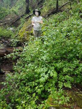 Image de Actaea arizonica (S. Wats.) Compton