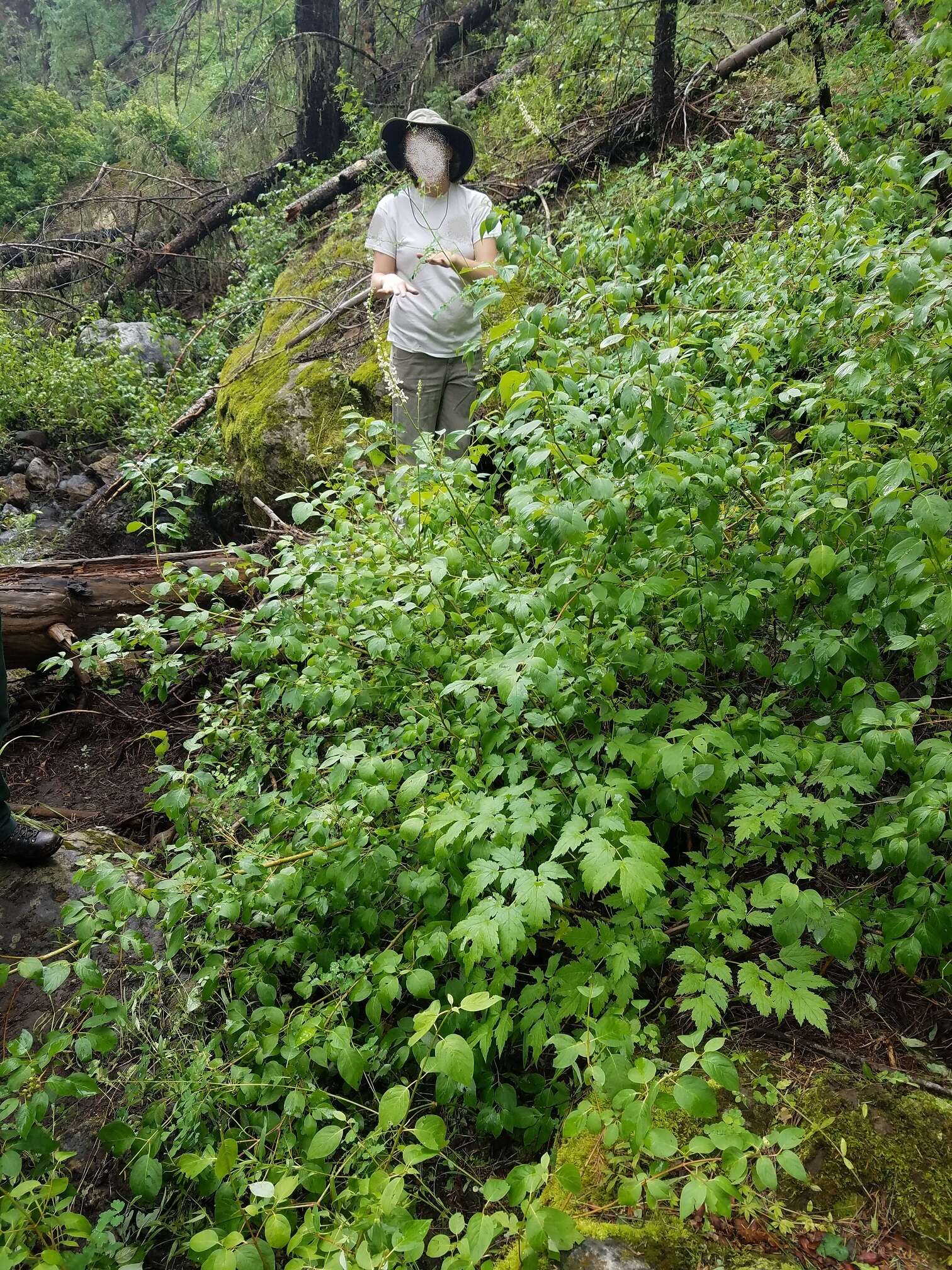 Image of Arizona bugbane