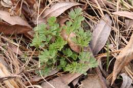 Corydalis capnoides (L.) Pers. resmi