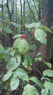 Image of flowering dogwood