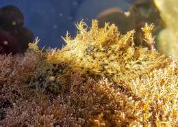 Image of blue-spotted sea hare