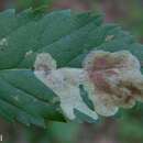 Image of Agromyza valdorensis Spencer 1969