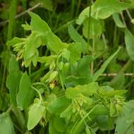 Image of Cerinthe minor subsp. auriculata (Ten.) Domac