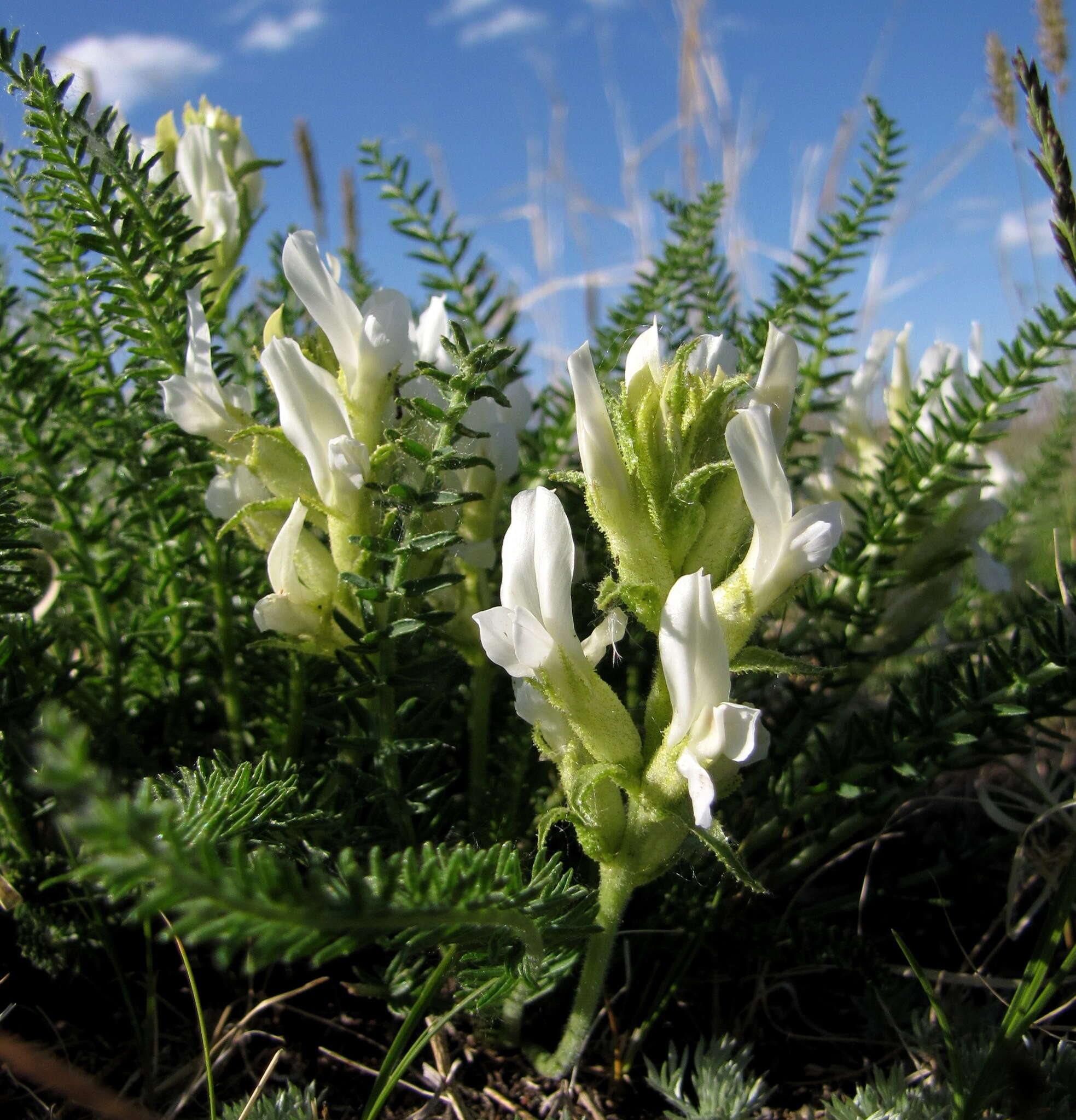 Oxytropis muricata (Pall.) DC. resmi