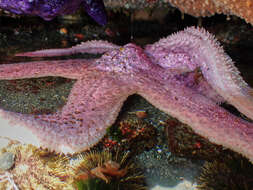 Image of Giant Pink Sea Star