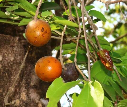 Image of strychnine tree