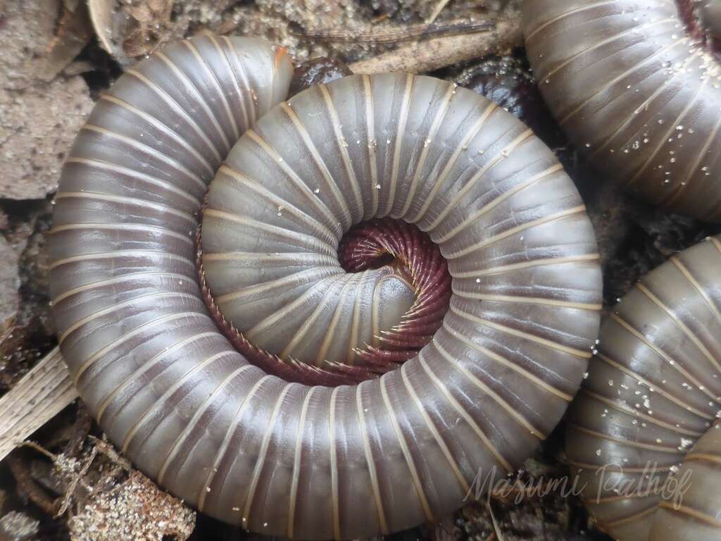 Image of Floridobolus floydi Shelley, Phillips & Bernard 2014