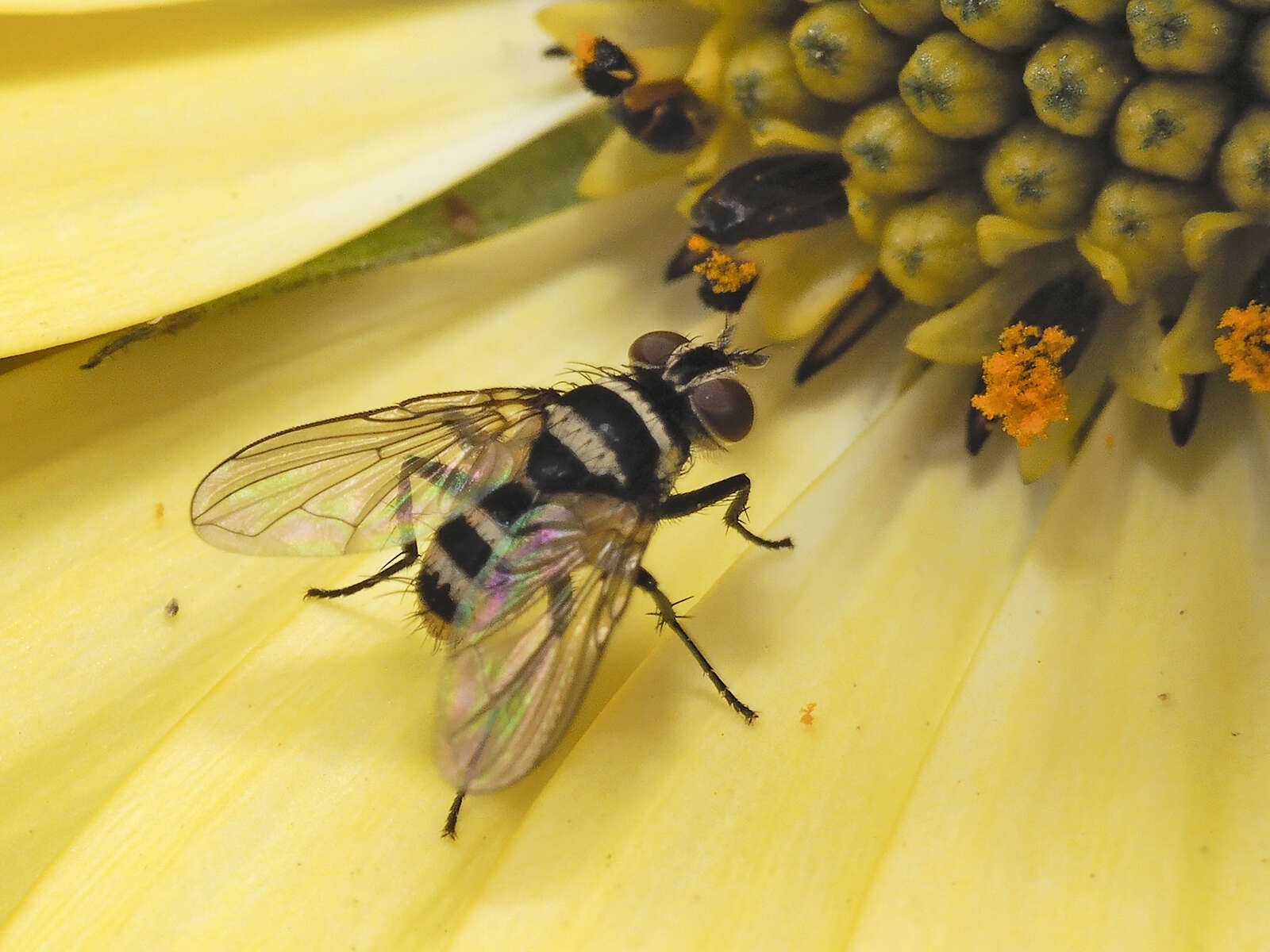 Image of Trigonospila cingulata (Macquart 1851)