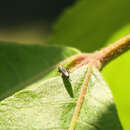 Image of Agrilus rubroniger Hespenheide 1979