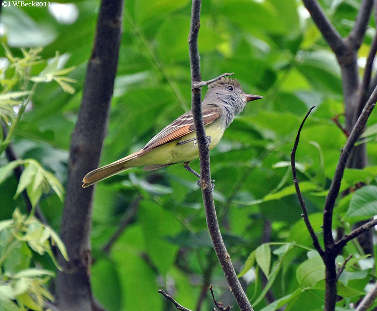 Image of Great Crested Flycatcher