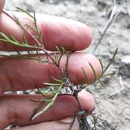 Image of Tagetes linifolia Seaton