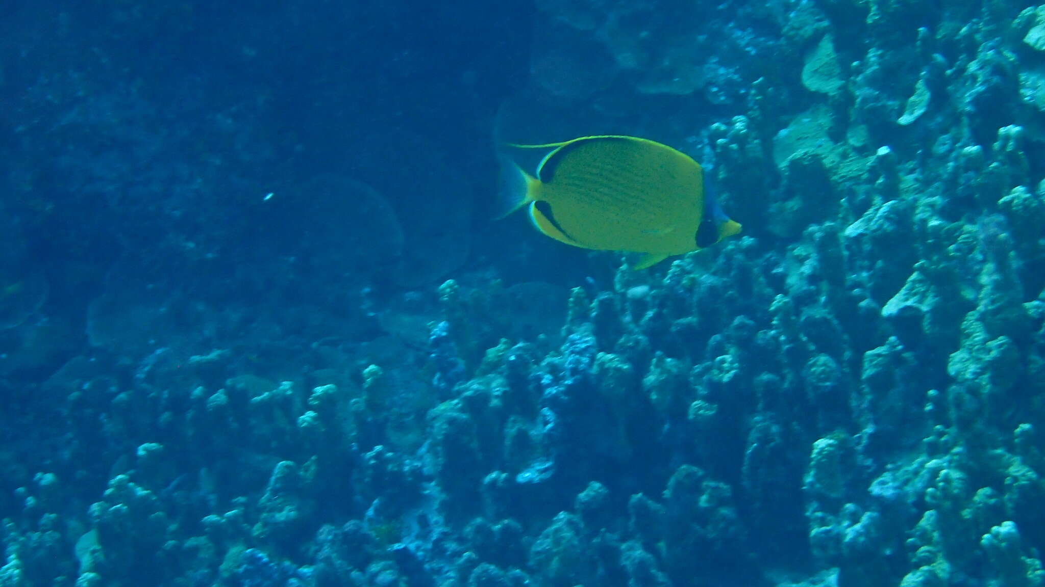 Image of Decorated Butterflyfish