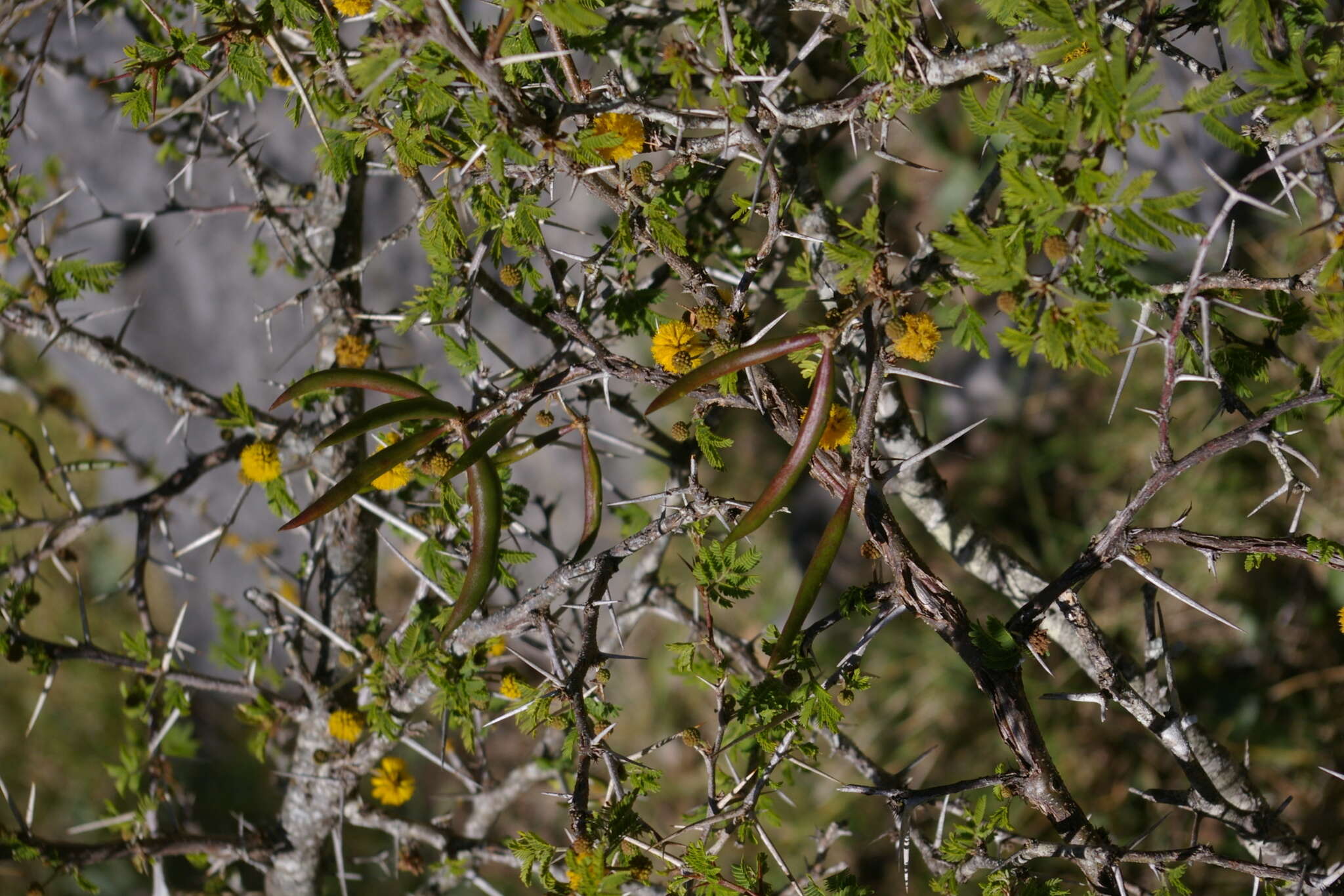 Image de Vachellia farnesiana var. farnesiana