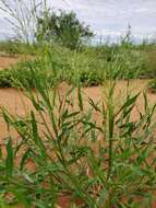 Image of Mexican panicgrass