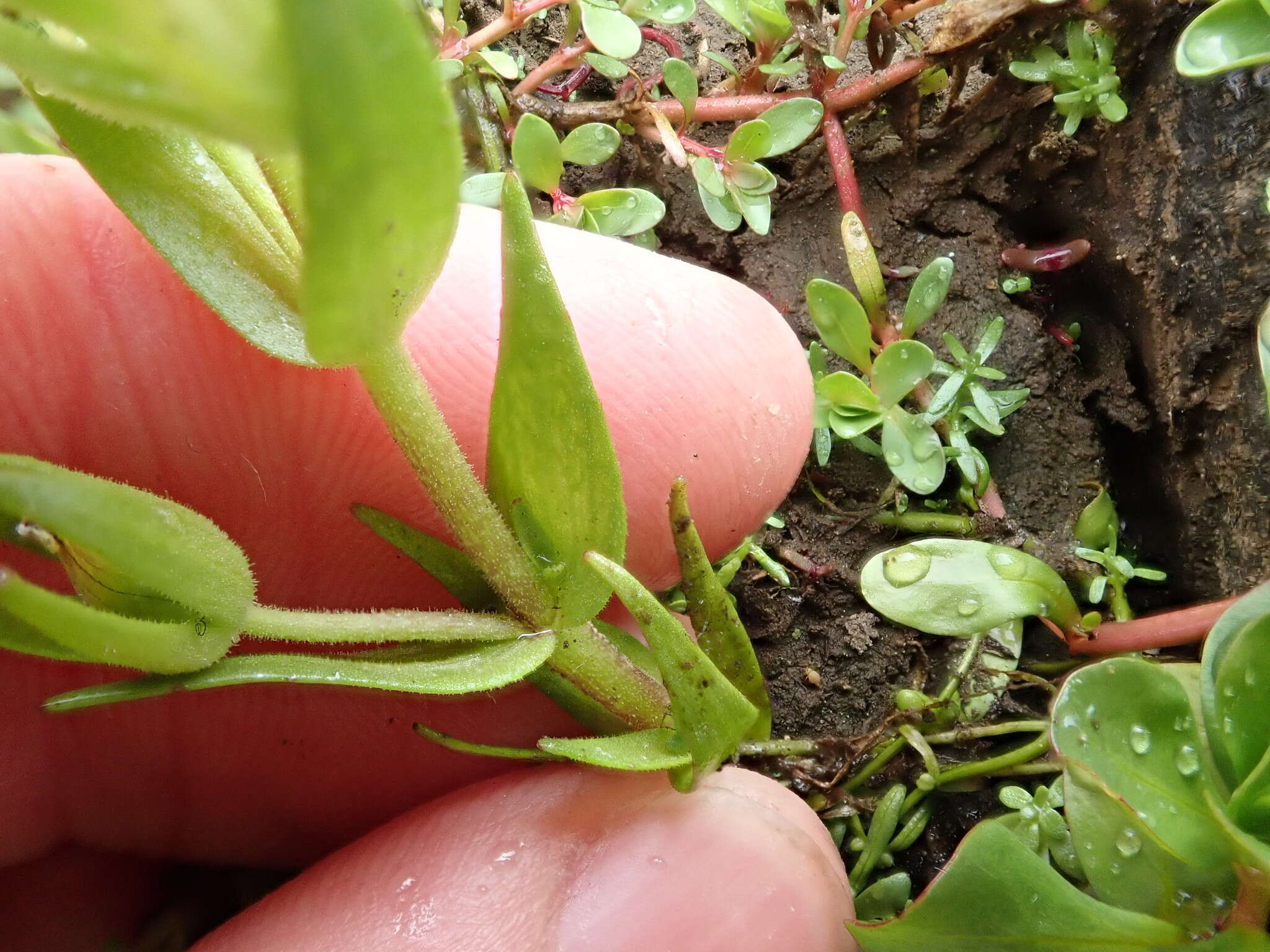 Image de Gratiola ebracteata Benth. ex A. DC.