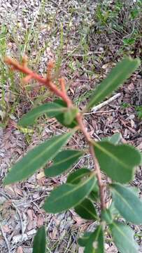 Image of Asteropeia densiflora Baker