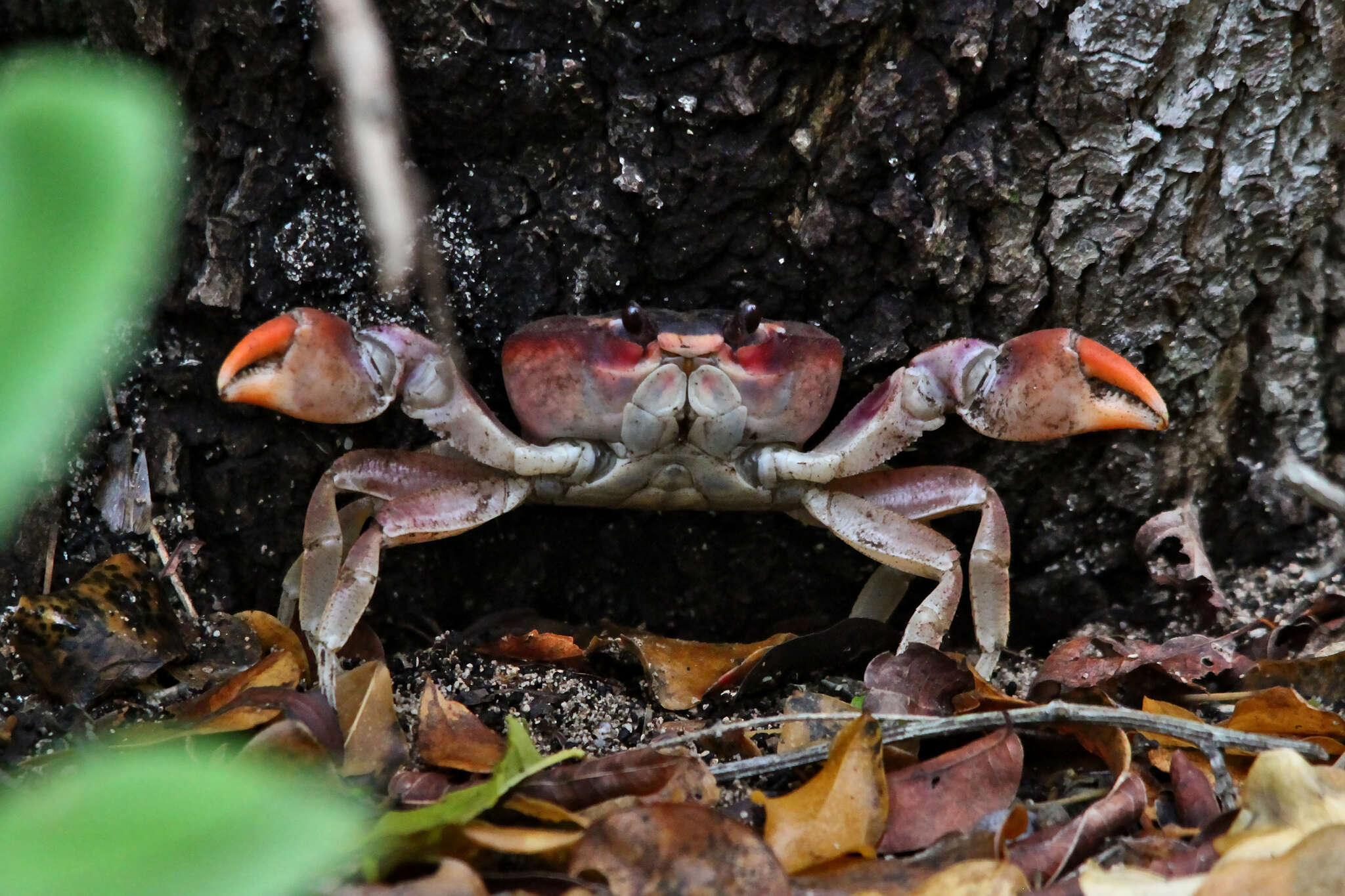 Image of Gecarcinus lateralis (Guérin 1832)