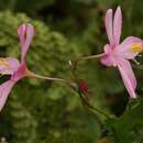 Image of Ixia longituba subsp. longituba