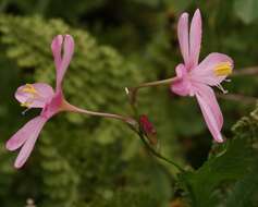 Image of Ixia longituba subsp. longituba