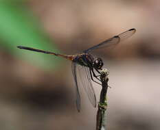 Image of Orthemis attenuata (Erichson ex Schomburgk 1848)