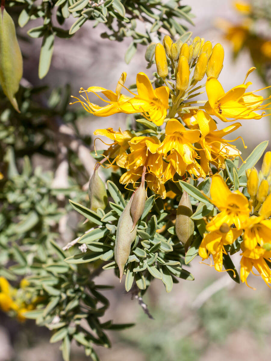 Image of bladderpod spiderflower