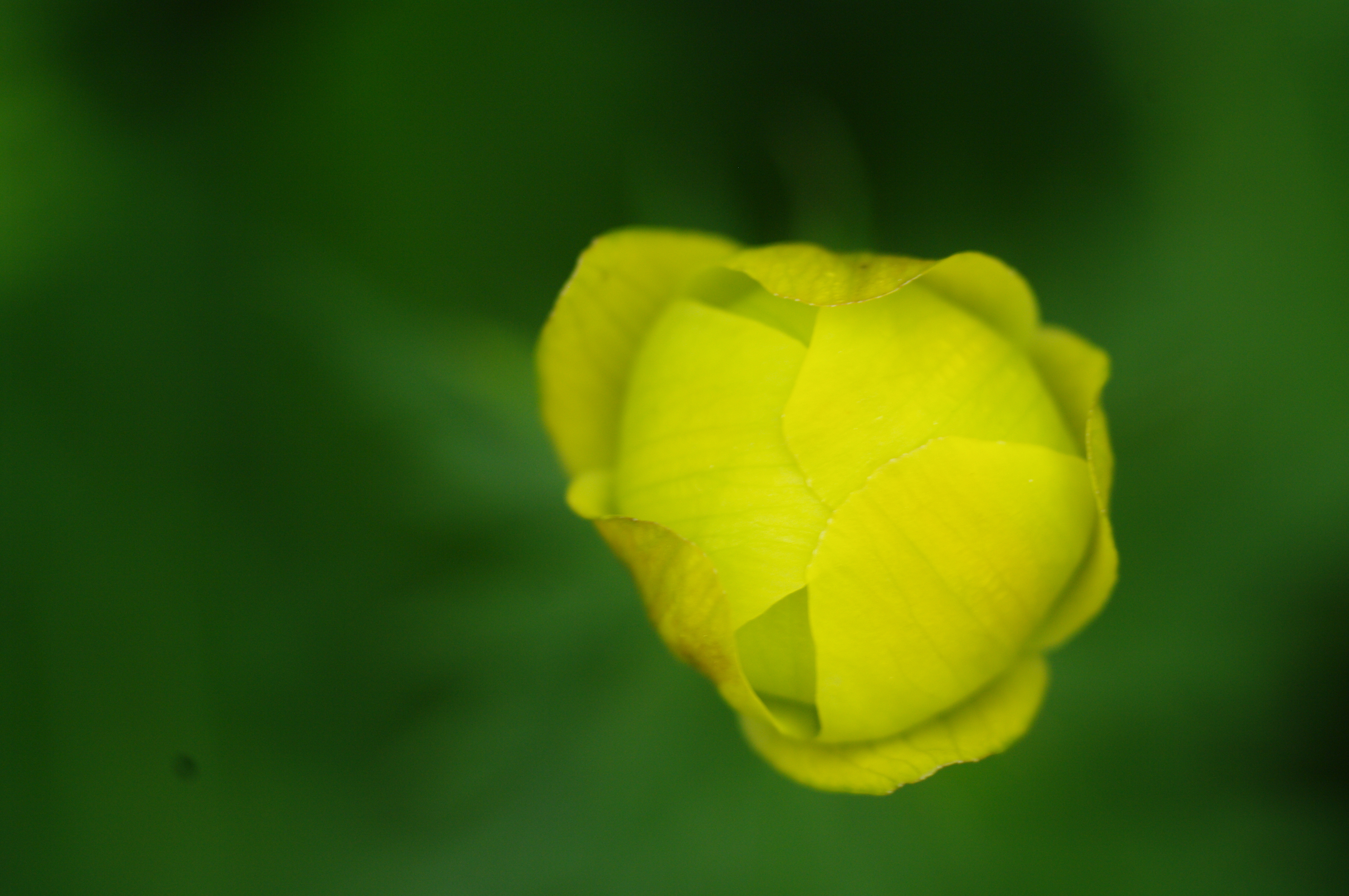 Trollius europaeus (rights holder: Luis Mata)