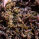 Image of Cephaloziella divaricata (Sm.) Schiffn.