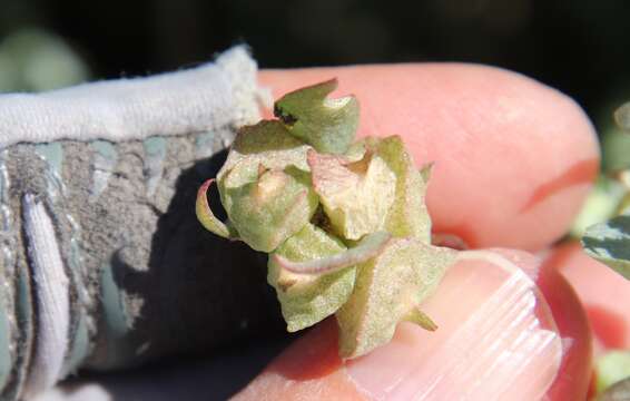 Image de Atriplex lindleyi Moq.