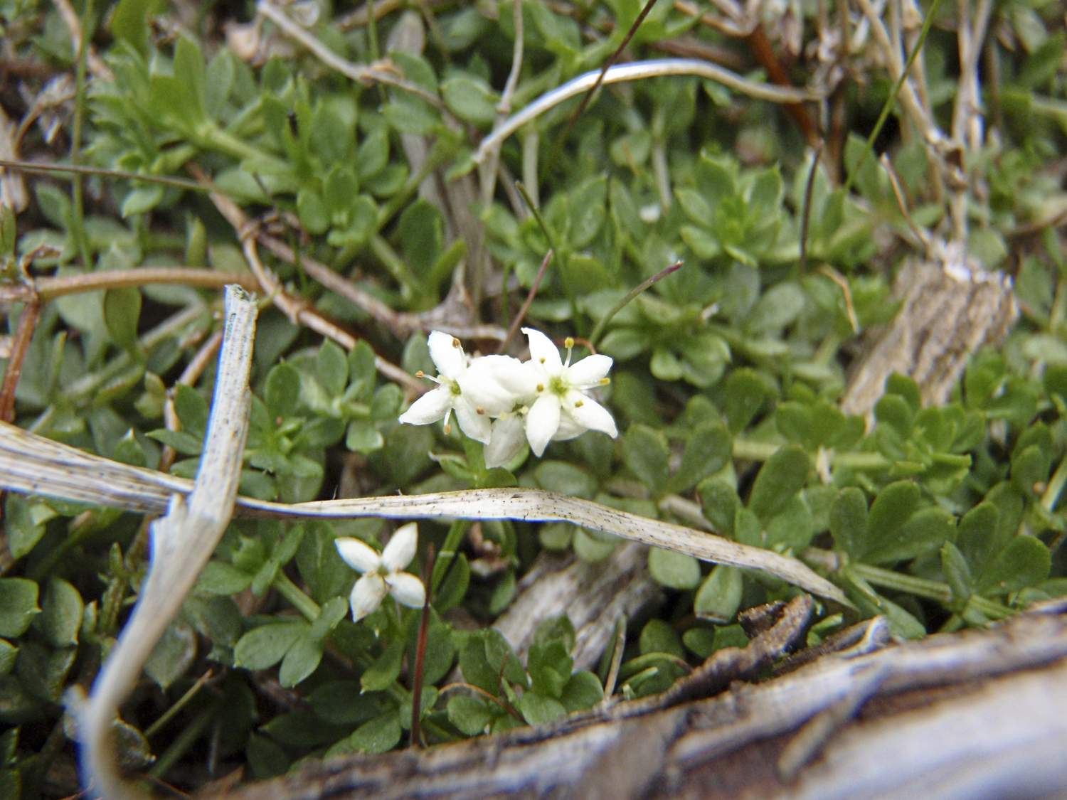 Galium saxatile (rights holder: Chris Moody)