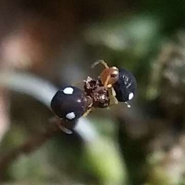 Image of Globular springtail