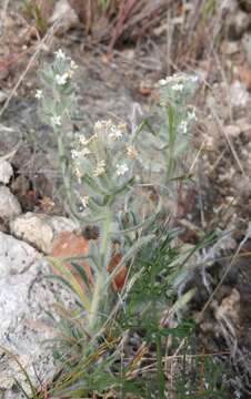 Image of Snake River cryptantha