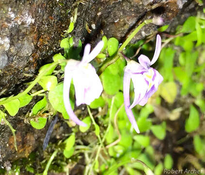 Image de Utricularia sandersonii Oliv.