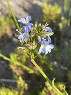 Image de Lobelia comosa L.