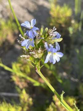 Image of Lobelia comosa L.