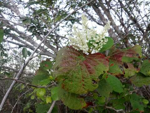 Plancia ëd Neomillspaughia emarginata (Gross) S. F. Blake