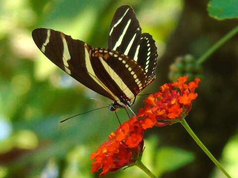 Image of Zebra Longwing