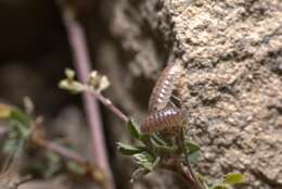 Image of Armadillidium arcangelii Strouhal 1929