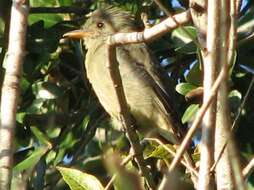 Image of Greater Pewee