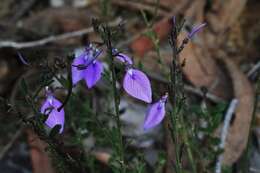 Pigea vernonii (F. Muell.) P. I. Forst. resmi