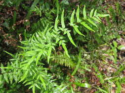 Image of Coastal Common Lip Fern