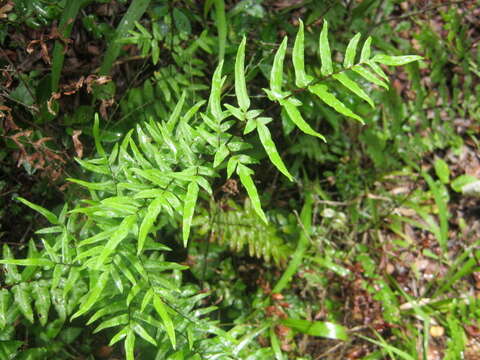 Image de Oeosporangium viride var. macrophylla (Kunze)