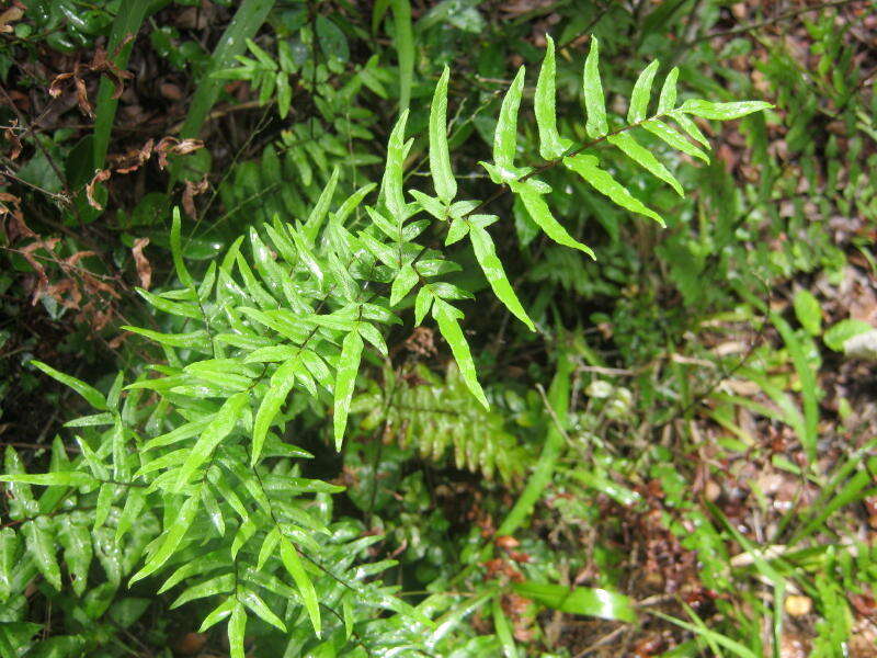 Image of Coastal Common Lip Fern