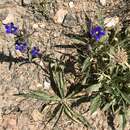 Image of Gentiana tianschanica Rupr.