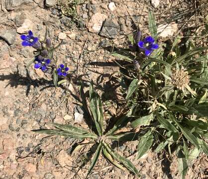 Image de Gentiana tianschanica Rupr.